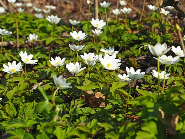 Snowdrop. Wildlife Flower. Spring, the first forest flowers.