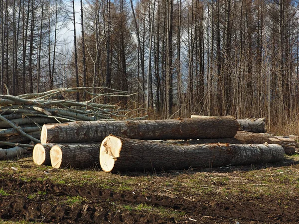 Sågade Träd Stockar Sågning Våren Ryssland Ural — Stockfoto
