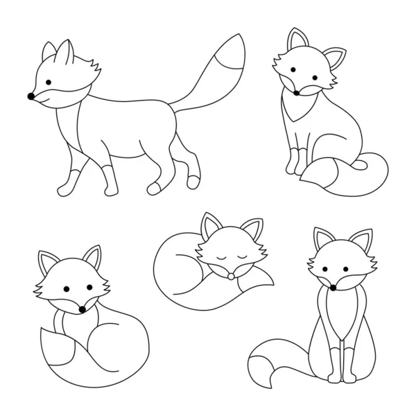 şirin tilki kümesi.