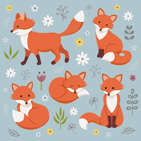 şirin tilki kümesi.