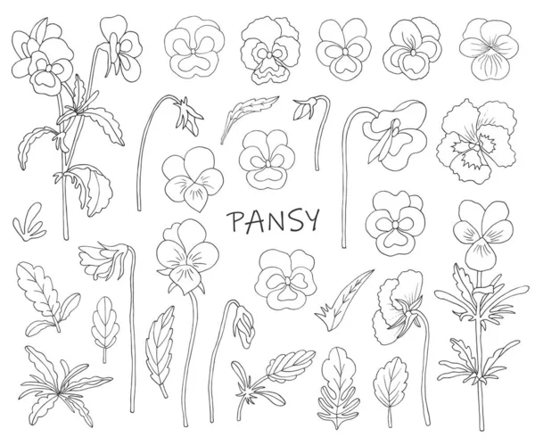 Λουλούδια της pansies. — Διανυσματικό Αρχείο