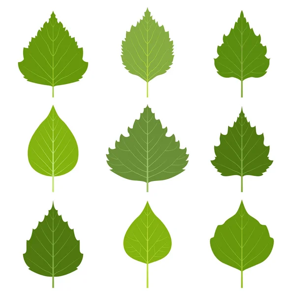 Huş ağacı simgeleri bırakır.