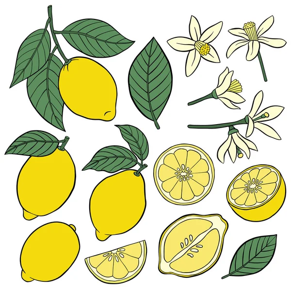 Set dari elemen lemon . - Stok Vektor