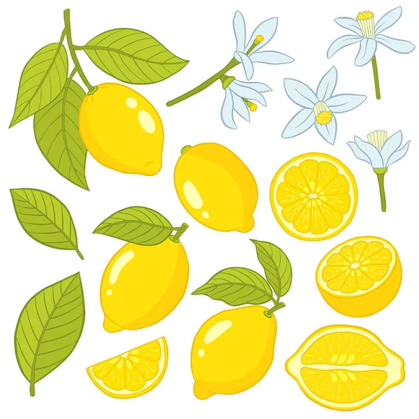 Set of elements of a lemon. — Stock Vector