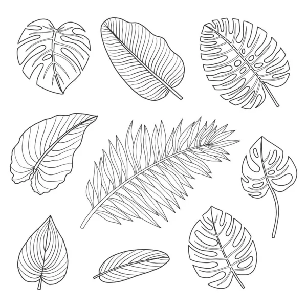 Ensemble de feuilles tropicales. — Image vectorielle