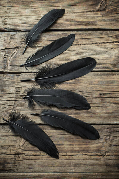 black feather on old wooden background 