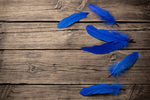 blue  feathers on old wooden background 