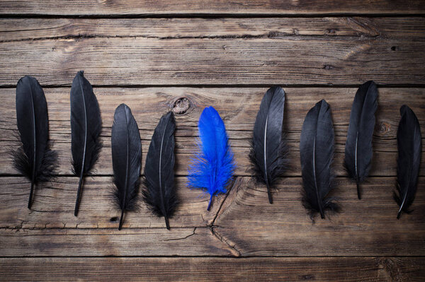 blue  and black feathers on old wooden background