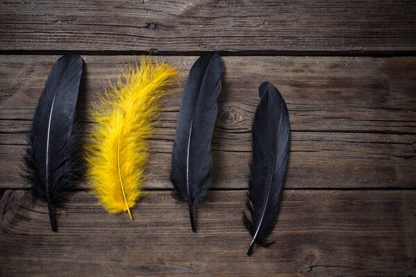 yellow  and black feathers on old wooden background