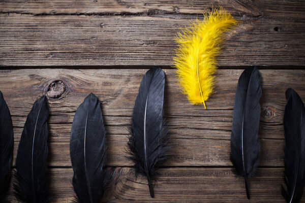 yellow and black feathers on old wooden background