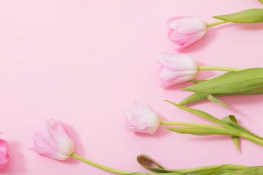 Pembe arka planda güzel pembe laleler