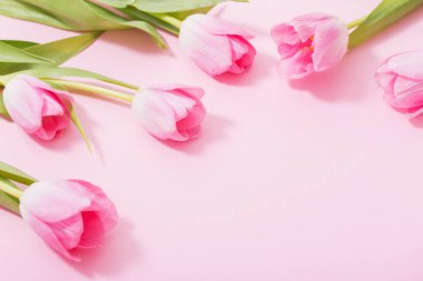 Pembe arka planda güzel pembe laleler
