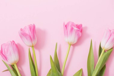 Pembe arka planda güzel pembe laleler
