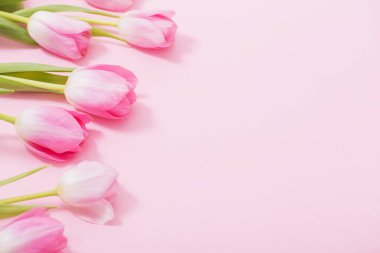 Pembe arka planda güzel pembe laleler