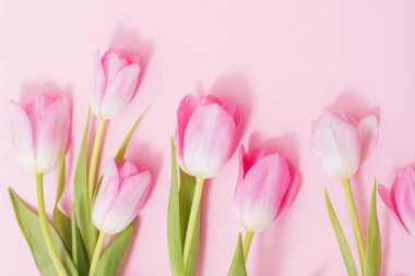 Pembe arka planda güzel pembe laleler