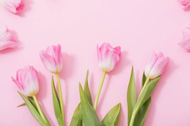 Pembe arka planda güzel pembe laleler