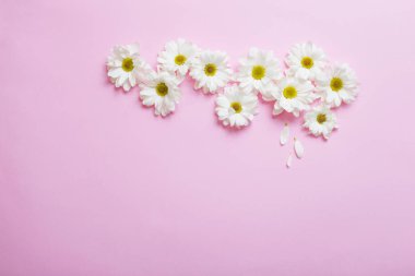 Pembe kağıtta beyaz kasımpatı