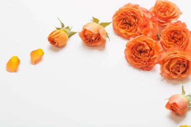 Beyaz arka planda turuncu gül