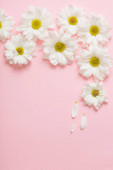 bílá chryzantéma na růžovém papíře pozadí