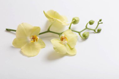 Sarı orkideler beyaz arkaplanda çiçekler