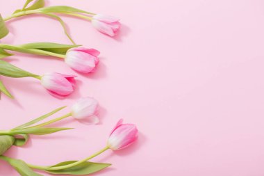 Pembe arka planda güzel pembe laleler