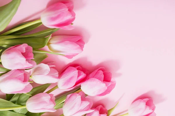 beautiful pink tulips on pink background