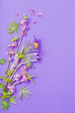 menekşe arkaplanda bahar çiçekleri