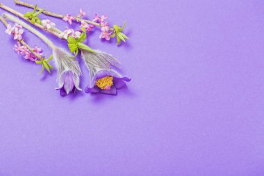 menekşe arkaplanda bahar çiçekleri