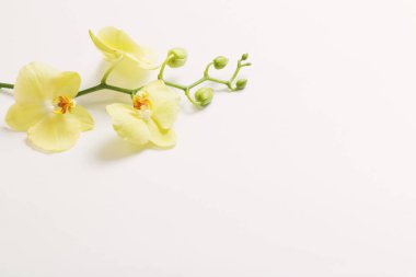 Sarı orkideler beyaz arkaplanda çiçekler