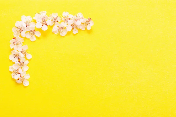 Flores Cereza Sobre Fondo Papel Amarillo — Foto de Stock