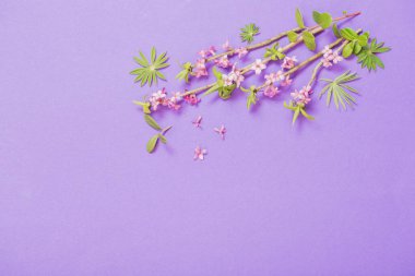 menekşe arkaplanda bahar çiçekleri