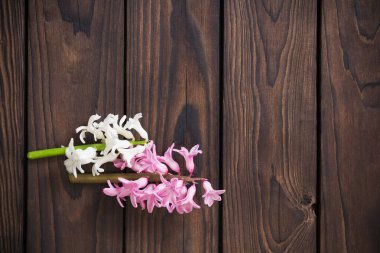 Koyu ahşap arka planda sümbül çiçekleri