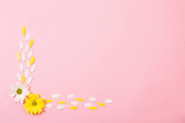 Pembe kağıtta beyaz ve sarı kasımpatı