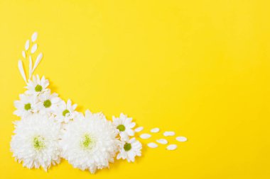 Sarı kağıtta beyaz kasımpatı