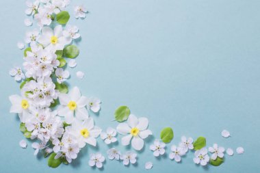 Beyaz narsis ve kiraz çiçekleri mavi kağıt arka planda