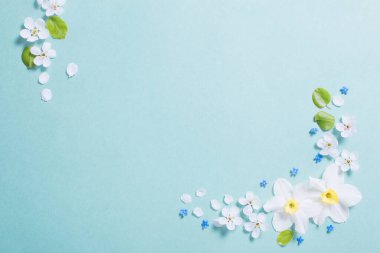 Beyaz narsis ve kiraz çiçekleri mavi kağıt arka planda