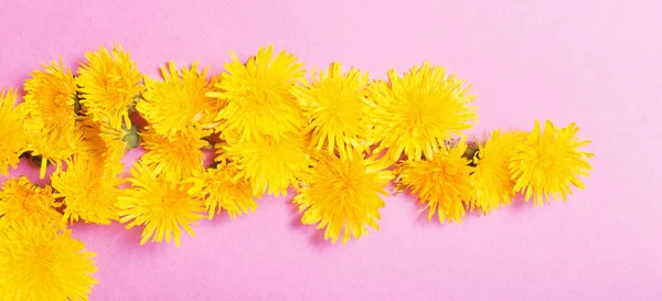 yellow dandelions on pink paper background