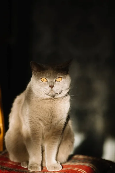 Chat Écossais Assis Fond Sombre — Photo