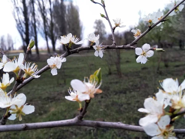 Kwitnąca Gałąź Śliwki Tle Zielonego Ogrodu Wiosną — Zdjęcie stockowe