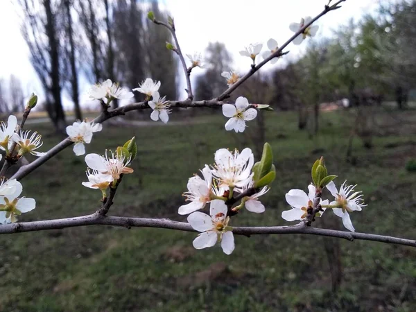 Blommande Plommon Gren Bakgrund Grön Trädgård Våren — Stockfoto