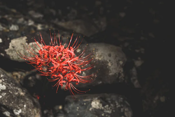 Japanese red spider lily