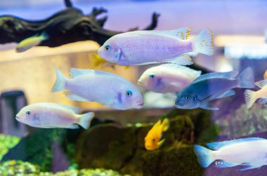 Beyaz çiklet balığı. Egzotik balıklı ev akvaryumu.