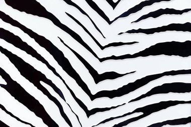 Zebra arka planı. Bir zebranın siyah ve beyaz üç boyutlu çizgileri.