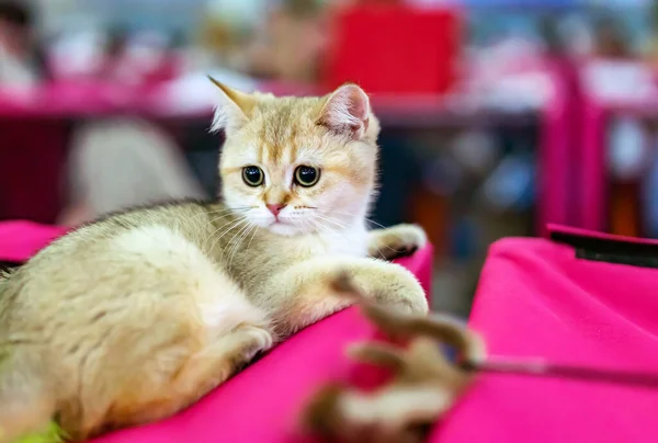 Pequeno Gatinho Heterossexual Escocês Uma Cor Marrom — Fotografia de Stock