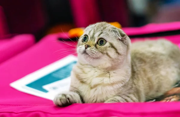 Gri Renkli Küçük Skoç Kedi Yavrusu — Stok fotoğraf