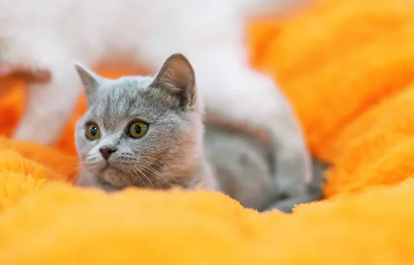 Little Gray British Kitten Orange Background — Stock Photo, Image