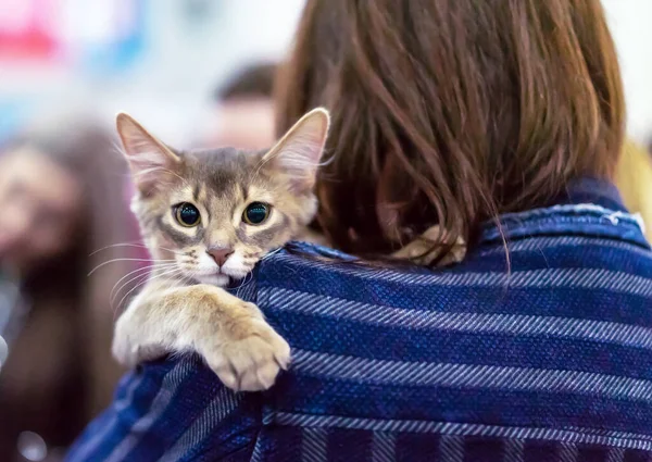 Kızın omzundaki küçük gri kedi yavrusu. Kedi sevgisi ve sevgi.
