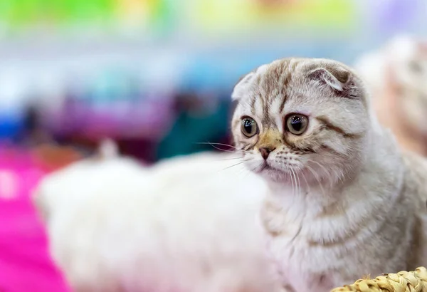 Pouco Escocês Dobra Gatinho Cor Cinza — Fotografia de Stock