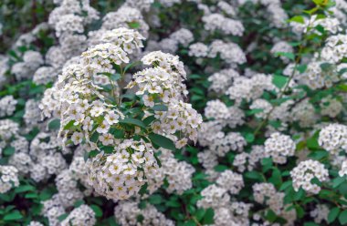 Blooming Spirea (Spiraea kantoniensis). Spirea küçük beyaz çiçeklerle çiçek açar.