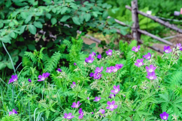 フィールドゼラニウムまたは沼ゼラニウムのライラックの花 — ストック写真